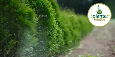 Planta