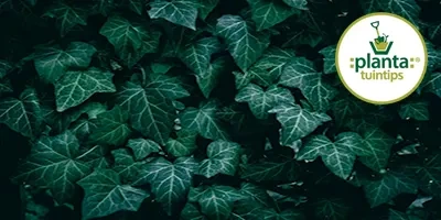Planta