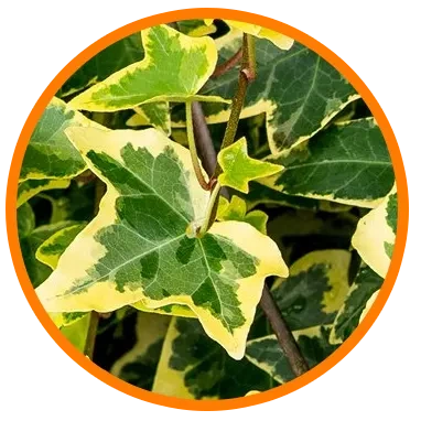 Planta