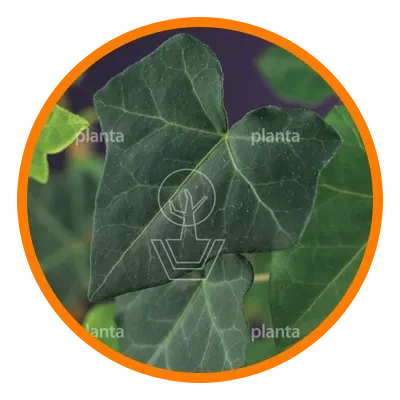 Planta