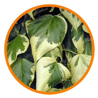 Planta