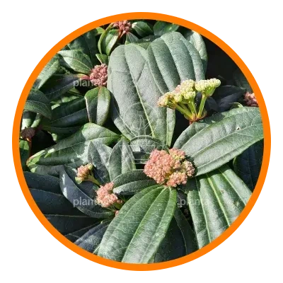 Planta