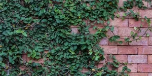 Planta