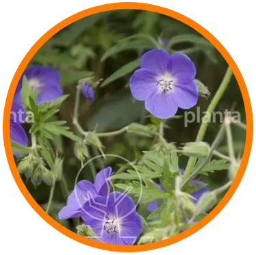 Planta