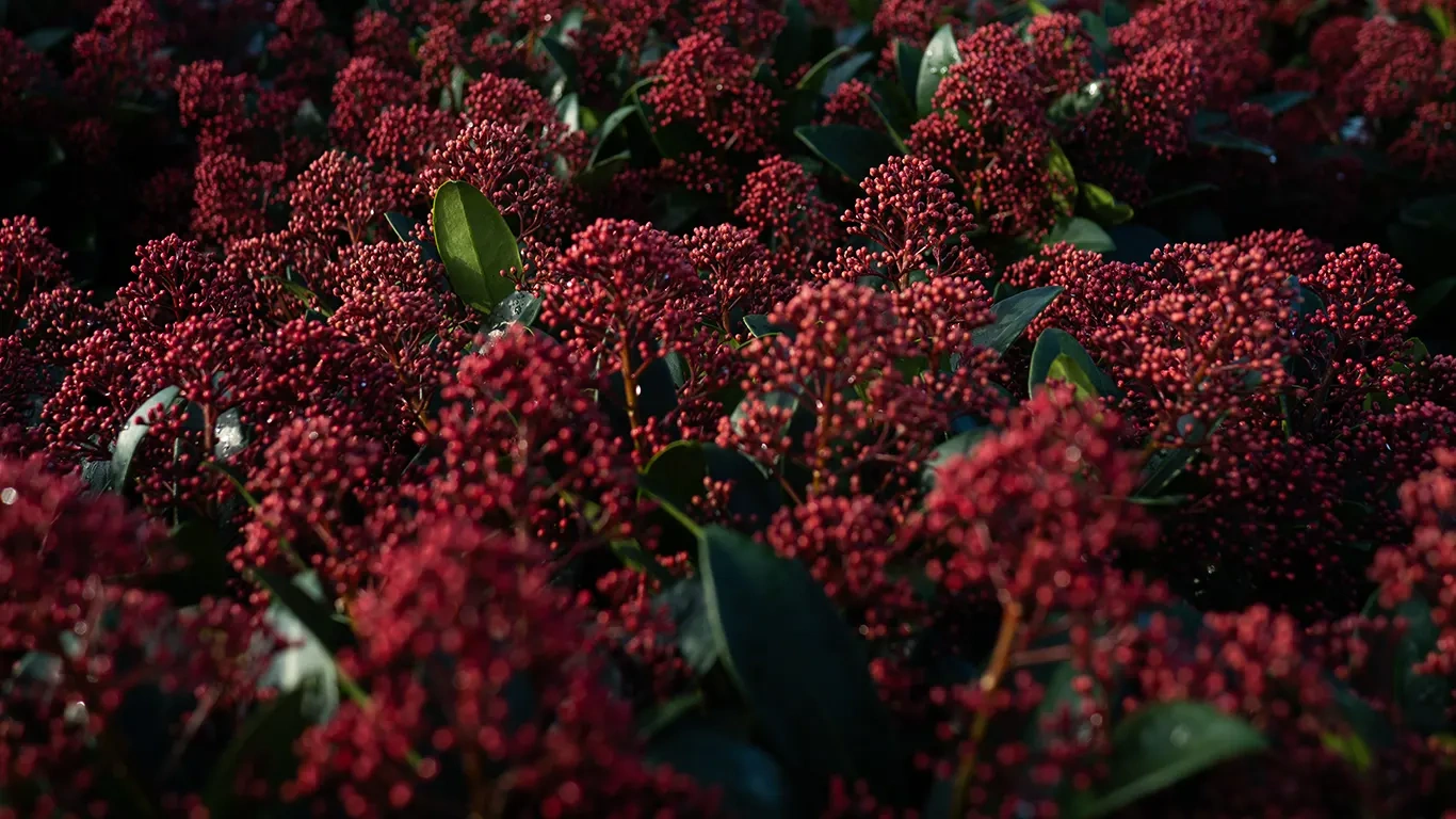 Skimmia j. 'Rubella'