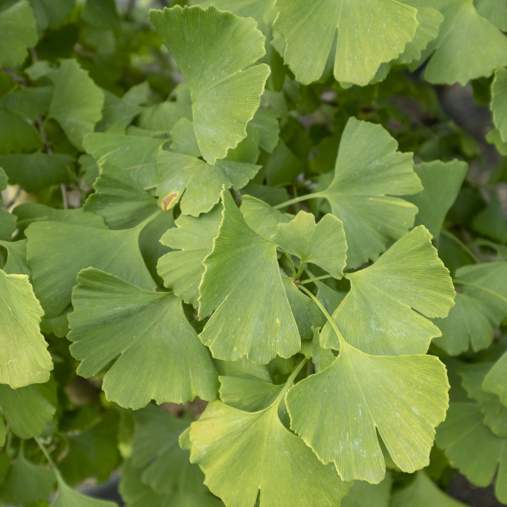 Planta