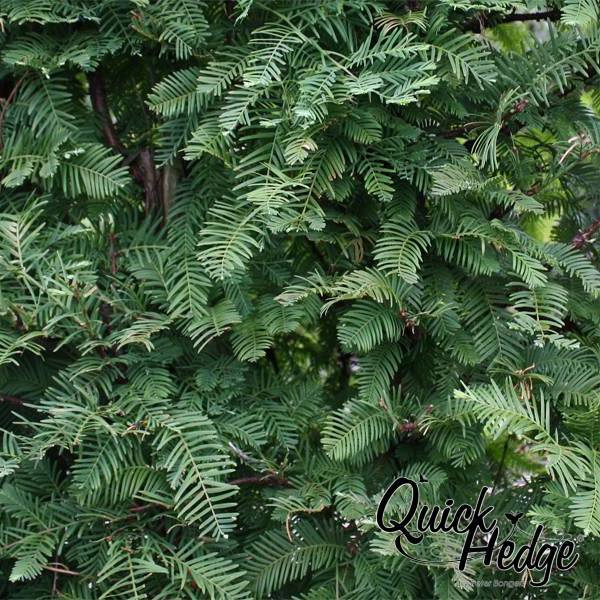 Planta
