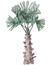 Planta