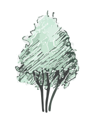 Planta