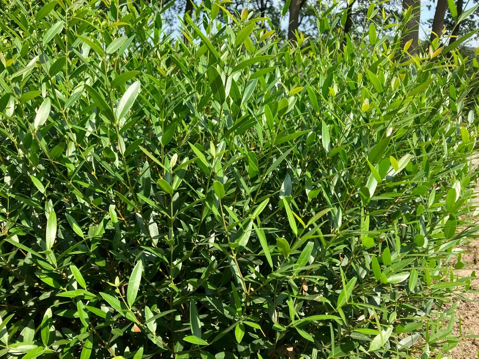 Planta