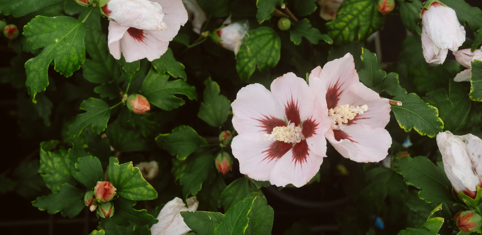 20250828 20250828 p8281731 copy