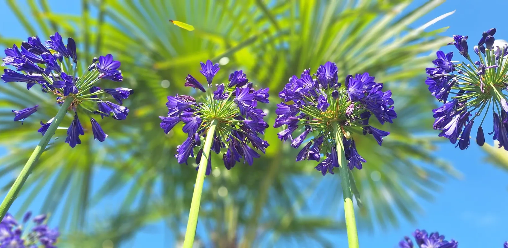 agapanthus copy