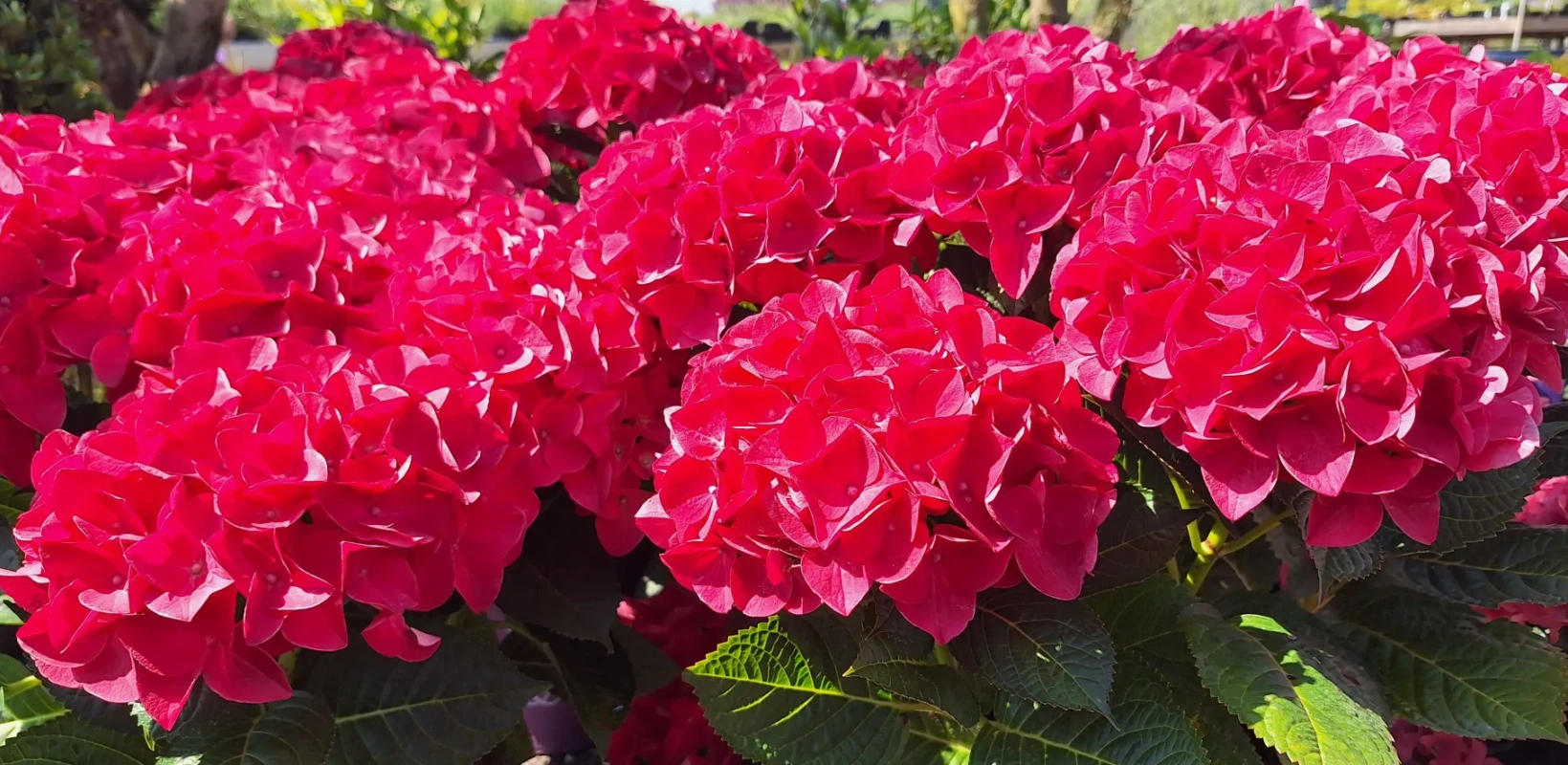 hortensia copy