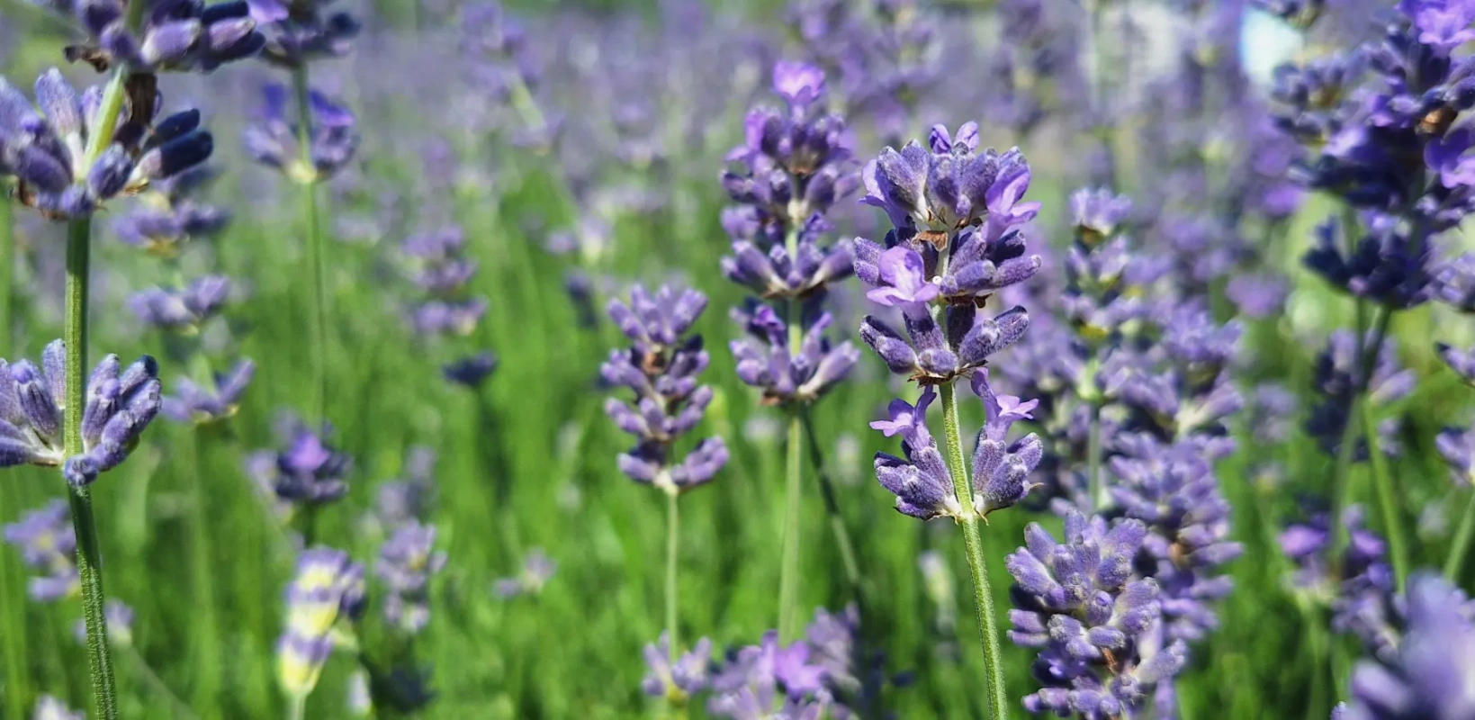lavendel copy