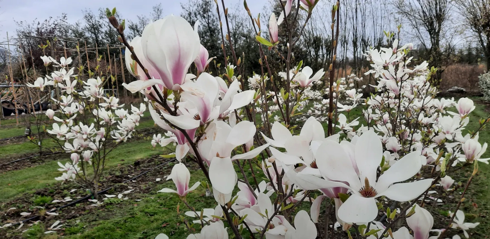 magnolia beverboom copy