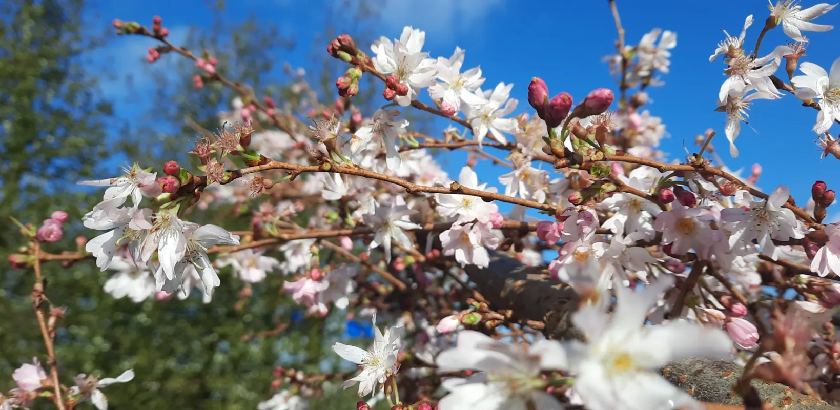 prunus subhirtella autumnalis rosea copy
