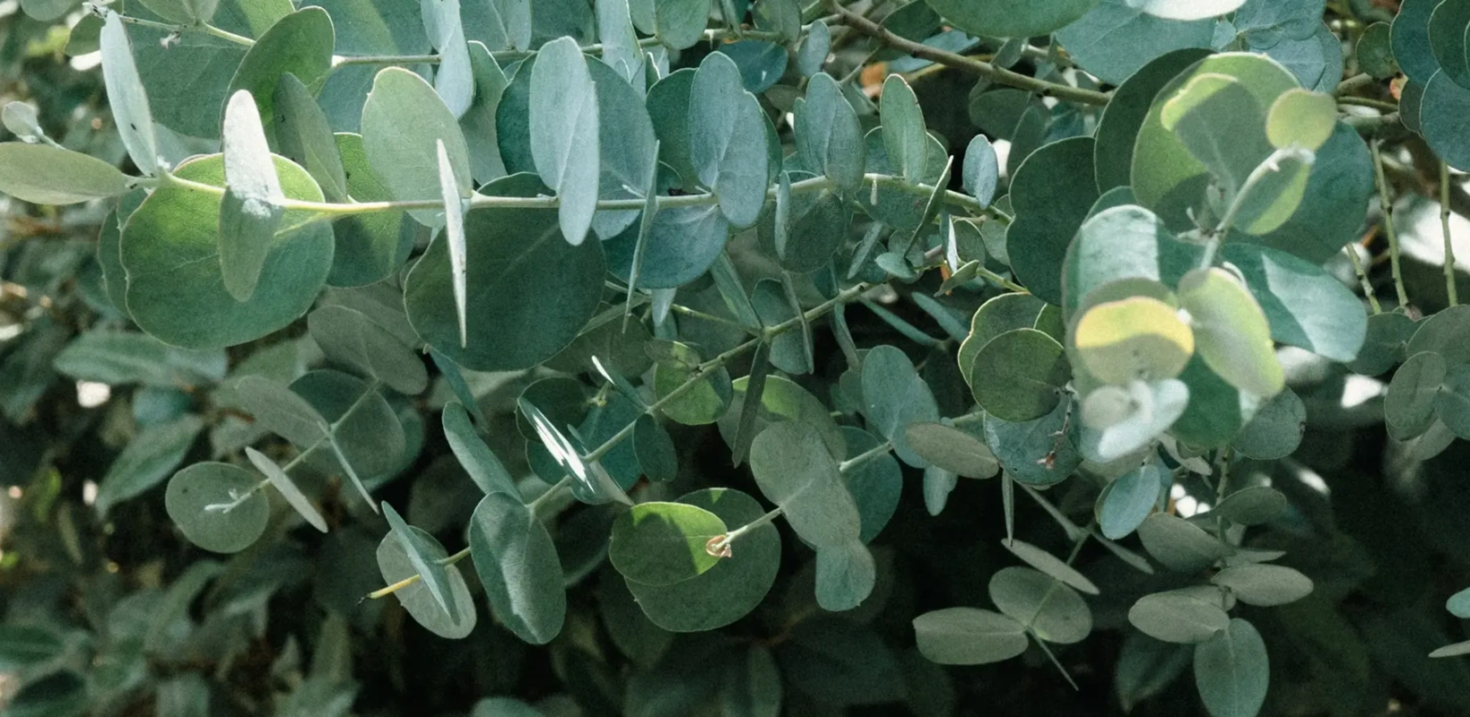 eucalyptus
