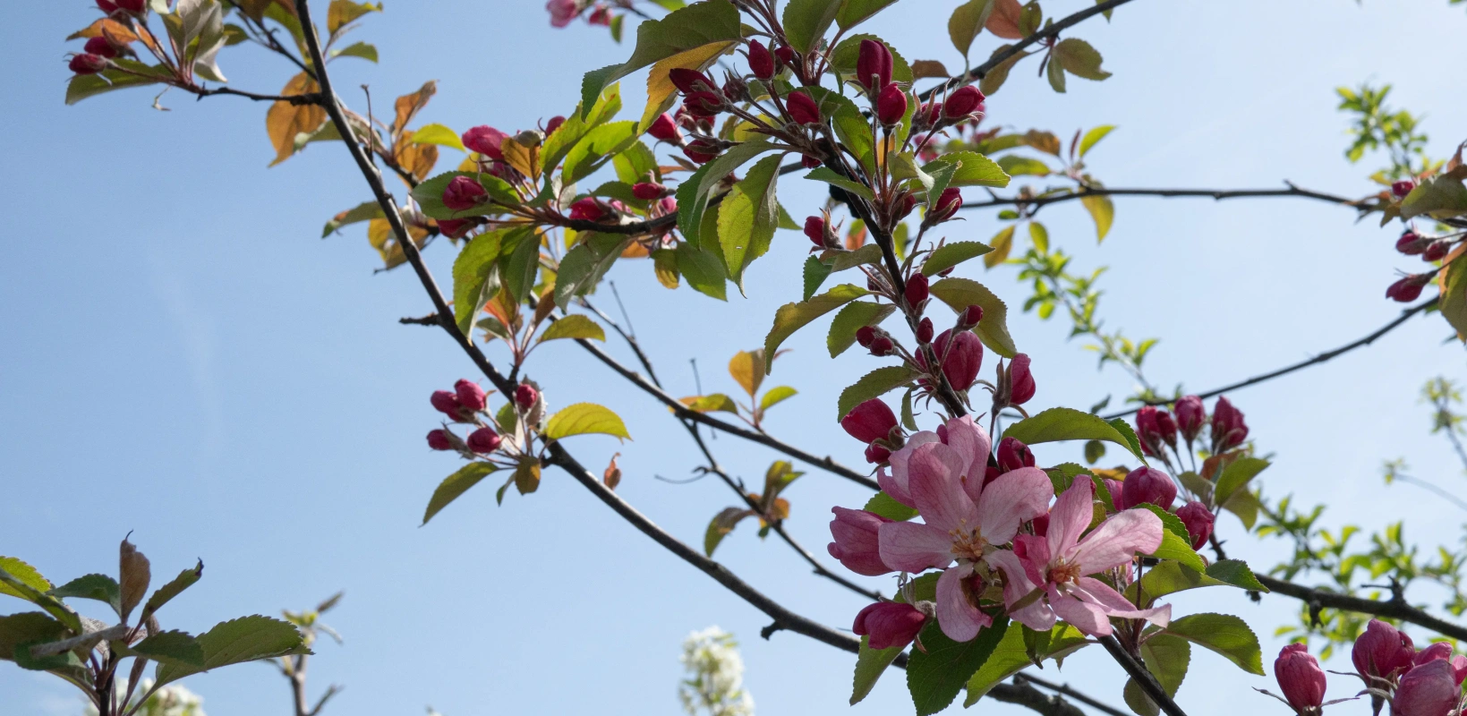 malus.webp?1776156105&focus=63.59 63