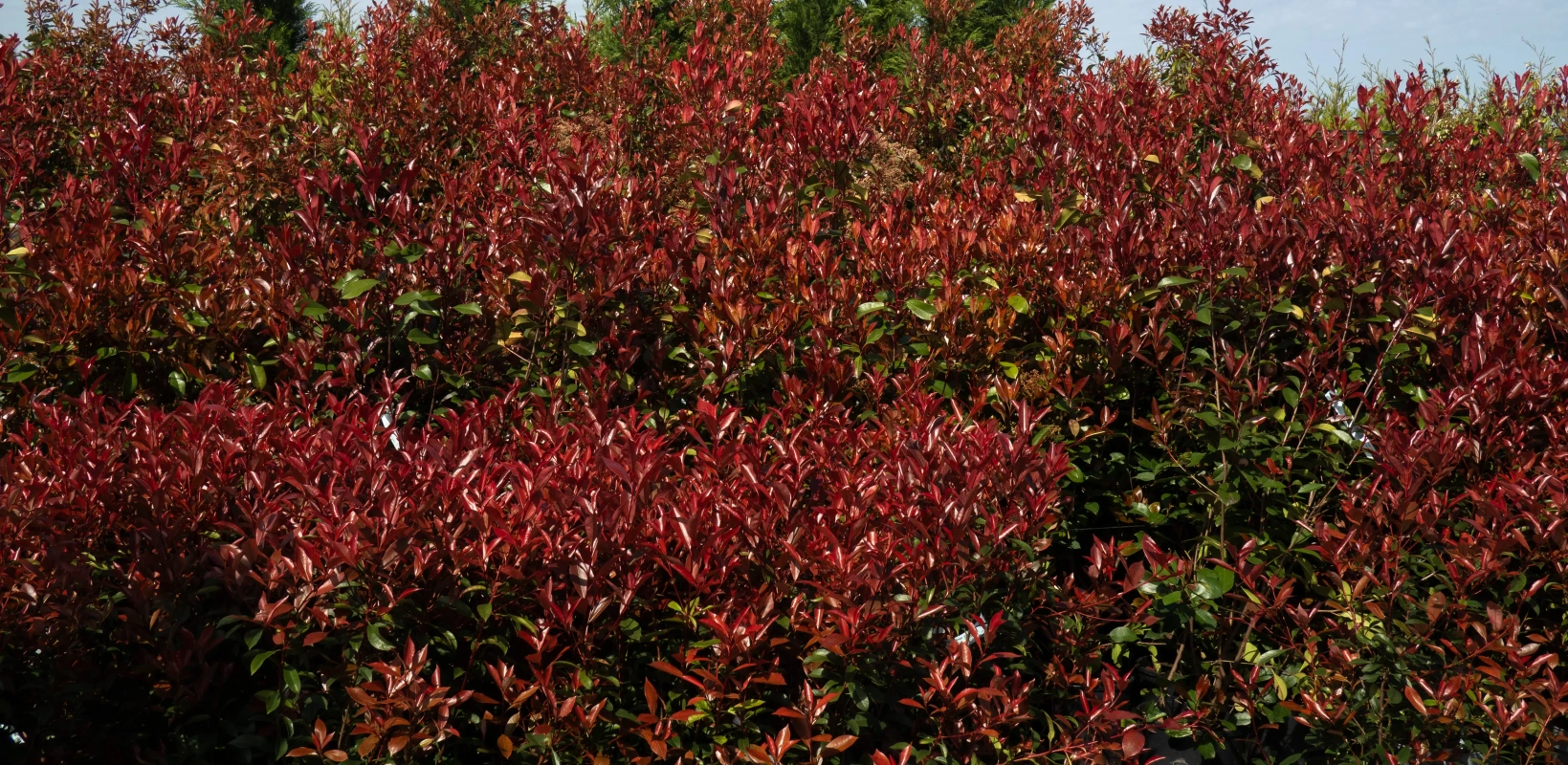 photinia.webp?1776158113&focus=48.37 56