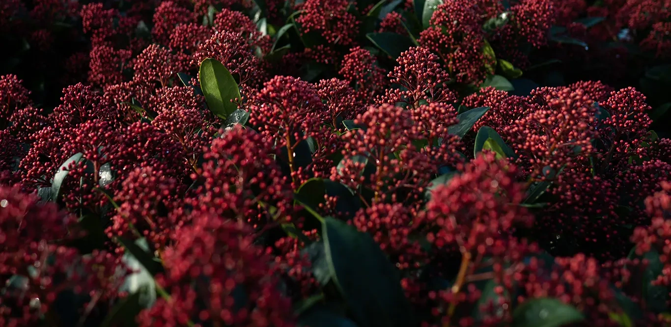 skimmia