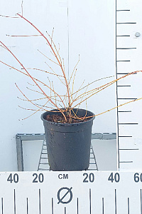 C5, LEV