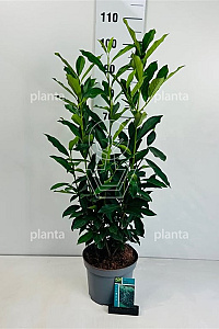  50- 60, C5         