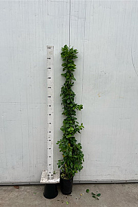 125-150, C4, STOK