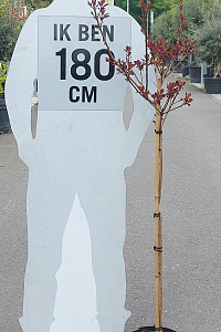  90ST, CONT