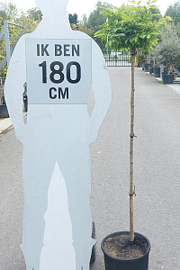 120ST, C10       