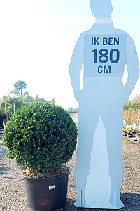  60+, CONT, BOL