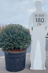  90- 100, CONT, BOL