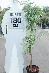 120ST, C10       