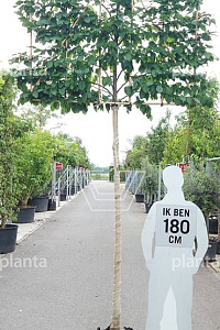  12-14, CONT, LEI 150x120