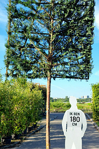  20-25, CONT, LEI 200x250