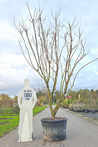 300-350, CONT, MRSTAM