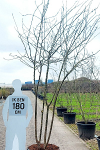 300-350, CONT, MRSTAM