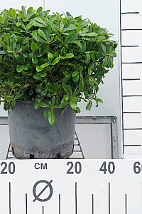  40- 50, C10        