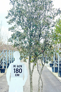 300-350, CONT, MRSTAM