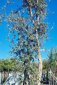 350-400, CONT, MRSTAM