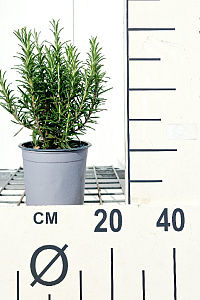 C1.5, LEV