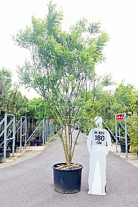 300-350, CONT, MRSTAM