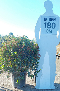 60+, C30, BOL   