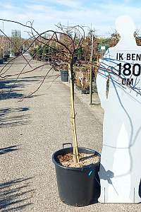 HALFST, C50, Ø80-100