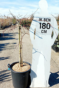 HALFST, C50, Ø80-100