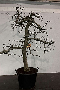  30-40, CONT, OUDE KNOT 