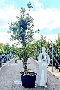  40-50, CONT, OUDE KNOT 