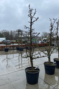  25-30, CONT, OUDE KNOT 