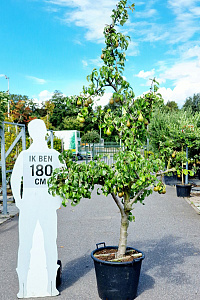  15-20, CONT, OUDE KNOT 