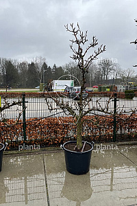  25-30, CONT, OUDE KNOT 