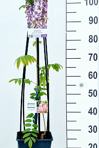  80- 100, C5